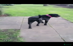 Cane Corso dogs for sale: cane corso girl  - Image 3