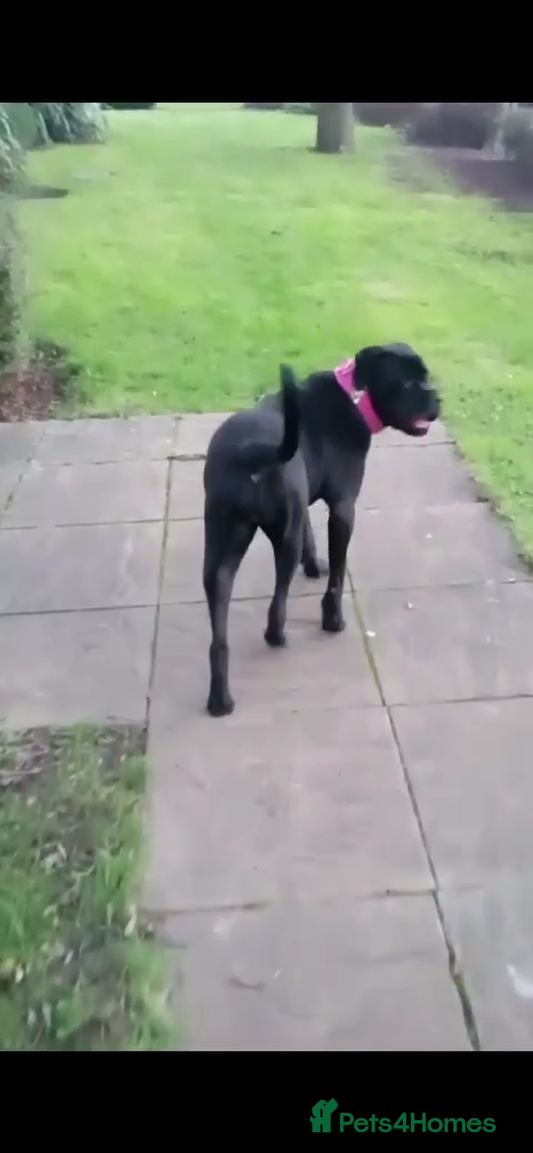 Cane Corso dogs for sale: cane corso girl  - Image 3