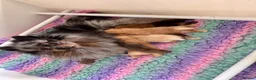 Pomeranian dogs for sale: 2 little girls - Advert 1