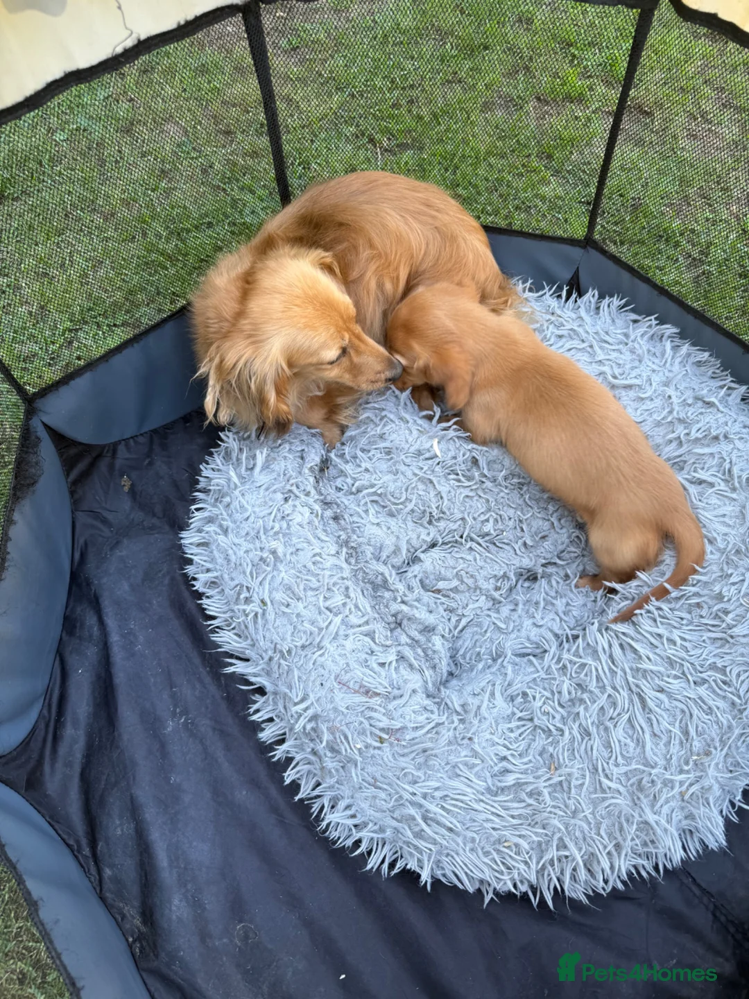 Miniature Dachshund dogs for sale: Beautiful long haired kc reg miniature dachshund  - Advert 7