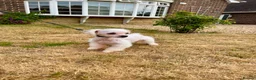 Maltese dogs for sale: Beautiful Healthy Female Looking for a Loving Home - Advert 3