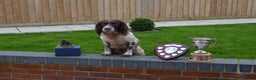 English Springer Spaniel dogs for stud: OFTAW & FTW SPRINGER SPANIEL DNA CLEAR in Newport - Advert 3