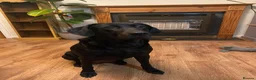 Labrador Retriever dogs for sale: KC reg Labrador puppies: 1 Fox Red, 1 black  in Northwich - Advert 8
