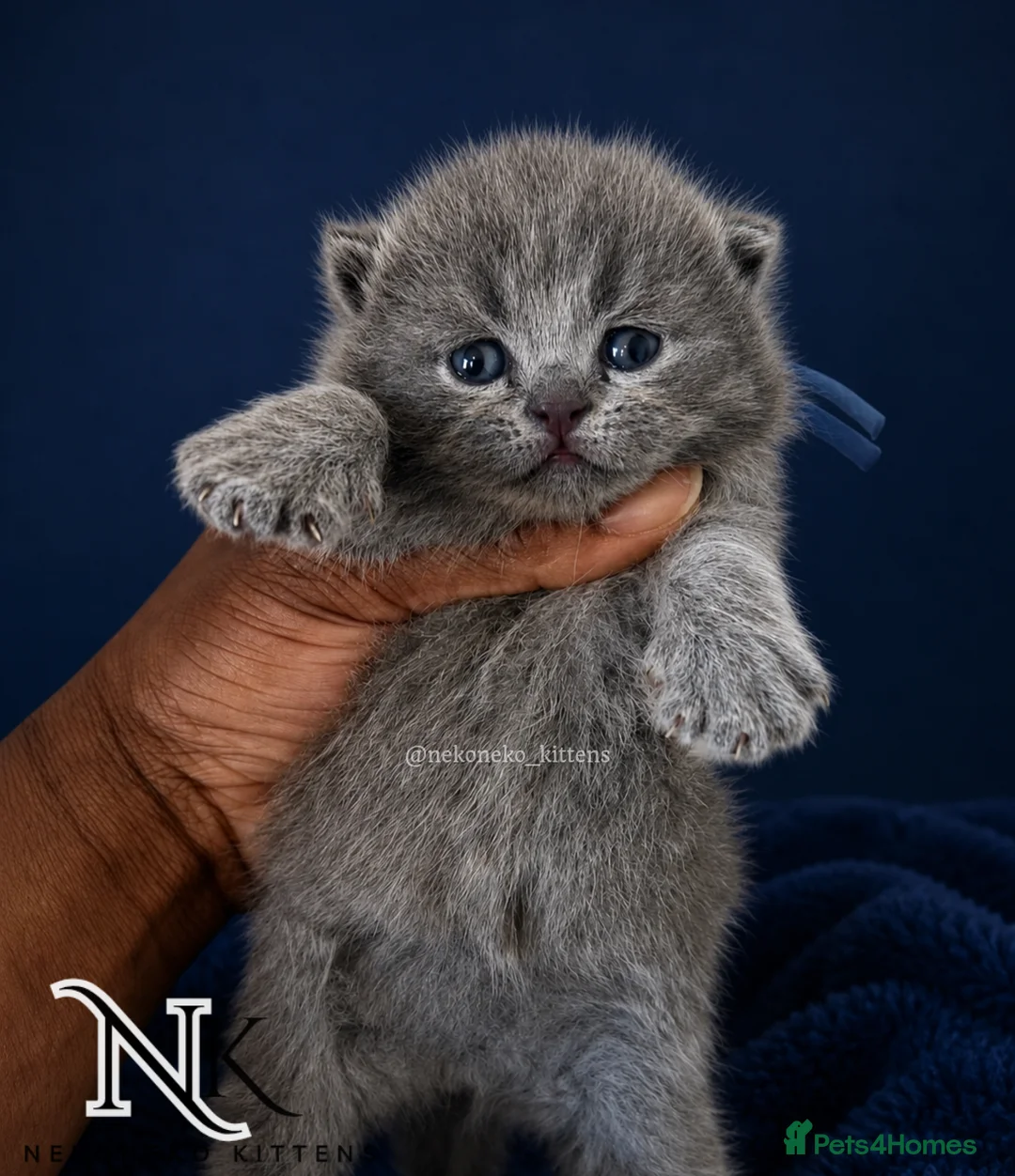British Shorthair cats for sale: Exceptional GCCF REGISTERED BSH KITTENS - Advert 2