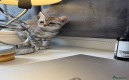 British Shorthair cats for sale: BSH kitten classic & chinchilla bloodline - Image 5