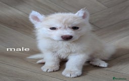 Siberian Husky dogs for sale: Beautiful pure Siberian Husky( last white male) - Image 2