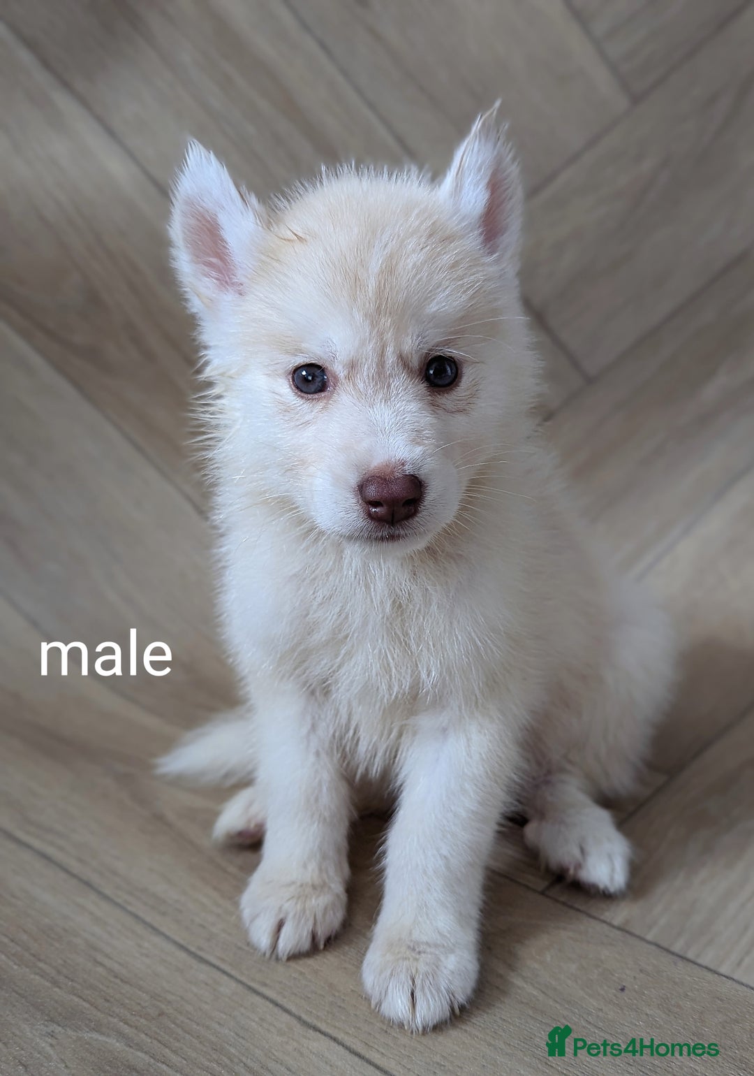 Siberian Husky dogs for sale: Beautiful pure Siberian Husky( last white male) - Image 2