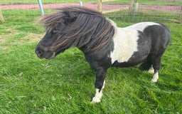 Shetland pony horses for sale: Two legends for sad sale  - Advert 3