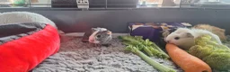 Guinea Pig rodents for sale: Beautiful baby Guinea pigs  - Advert 3