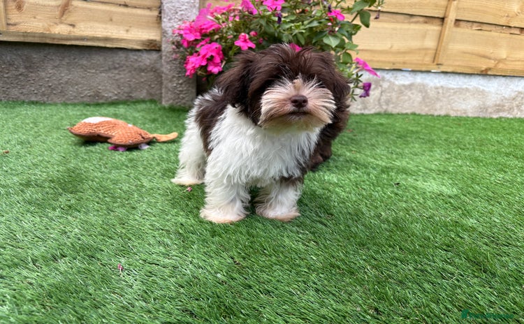 Miniature Schnauzer dogs - Advert 1