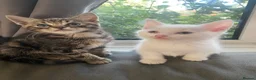 Bengal cats for sale: Gorgeous Bengal/khao manee kittens  - Advert 10