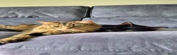Mixed Breed cats for sale: Four playful kittens for sale - Advert 14