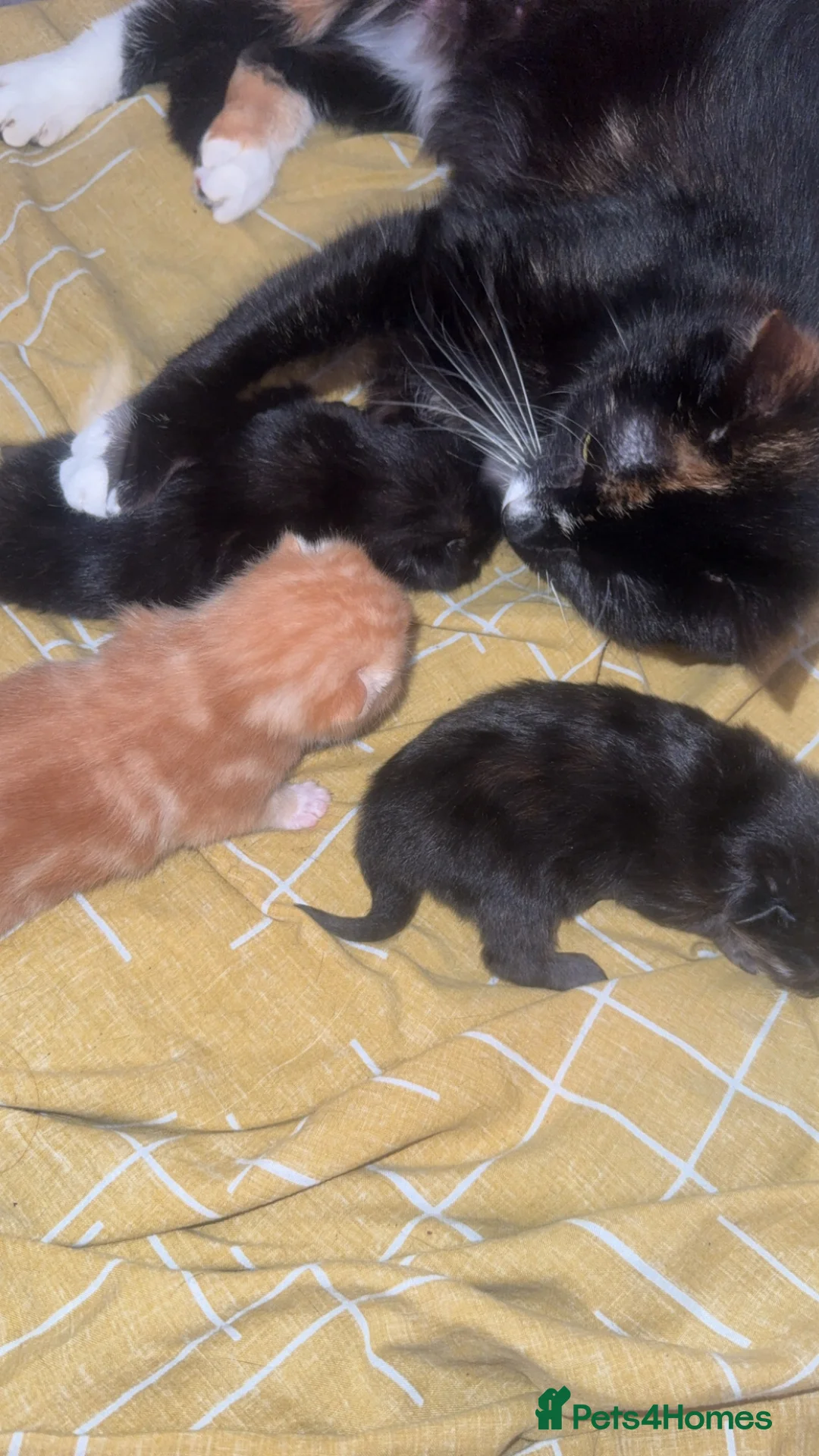 Mixed Breed cats for sale: Kittens - Advert 2