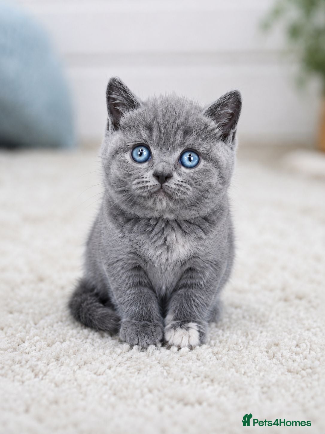 British Shorthair cats GCCF/TICA registered beautiful litter - Advert 1