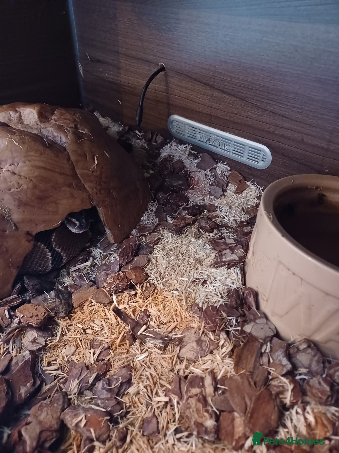 Python Snake reptiles for sale: Royal python - Image 4