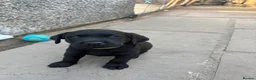 Labrador Retriever dogs for sale: Black Labrador Puppies - Advert 15
