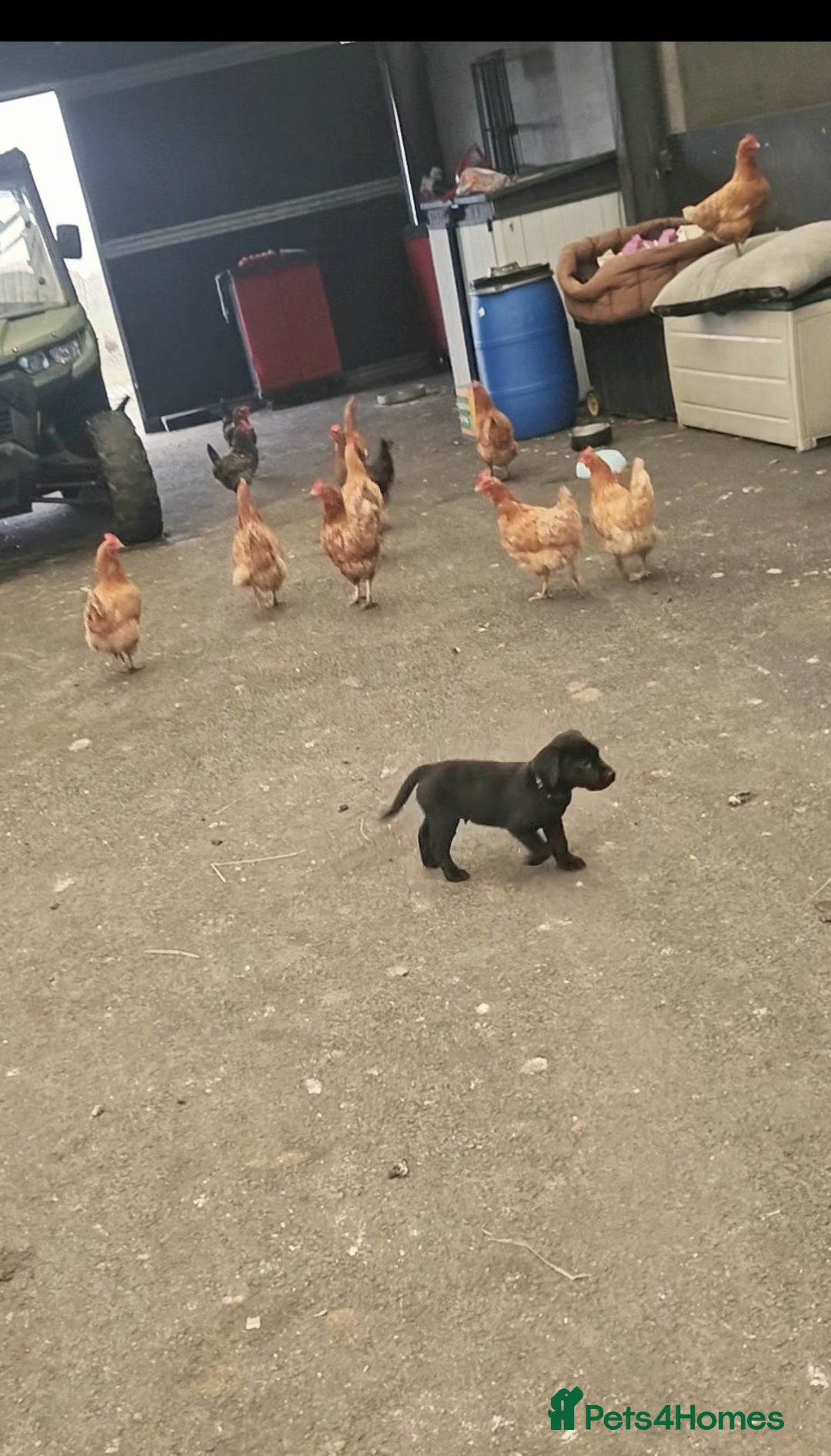 Labrador Retriever dogs for sale: *2 left* KC reg labs (READY TO GO NOW!) - Advert 24