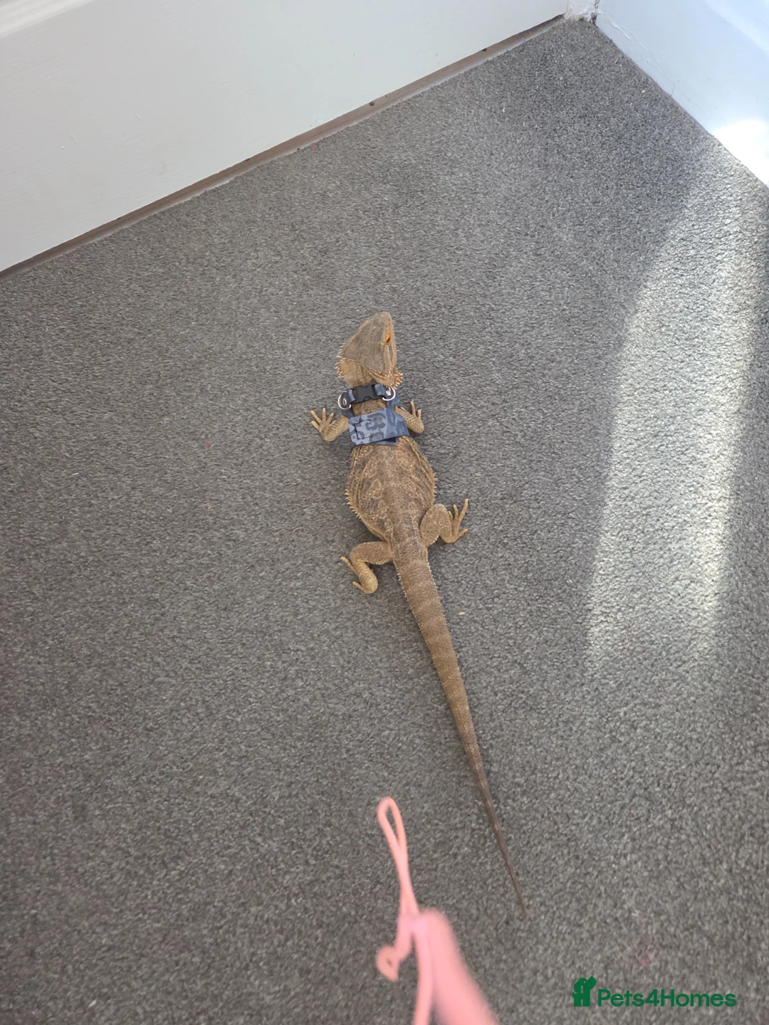 Bearded Dragon reptiles for sale: 3 year old female bearded dragon for sale in Sunderland - Advert 2