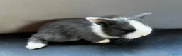 Mini Lop rabbits for sale: PureBred MiniLop Bunnies in London   - Advert 4