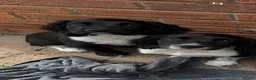 English Springer Spaniel dogs for sale: Traditional English Springer Spaniel pups - Advert 2