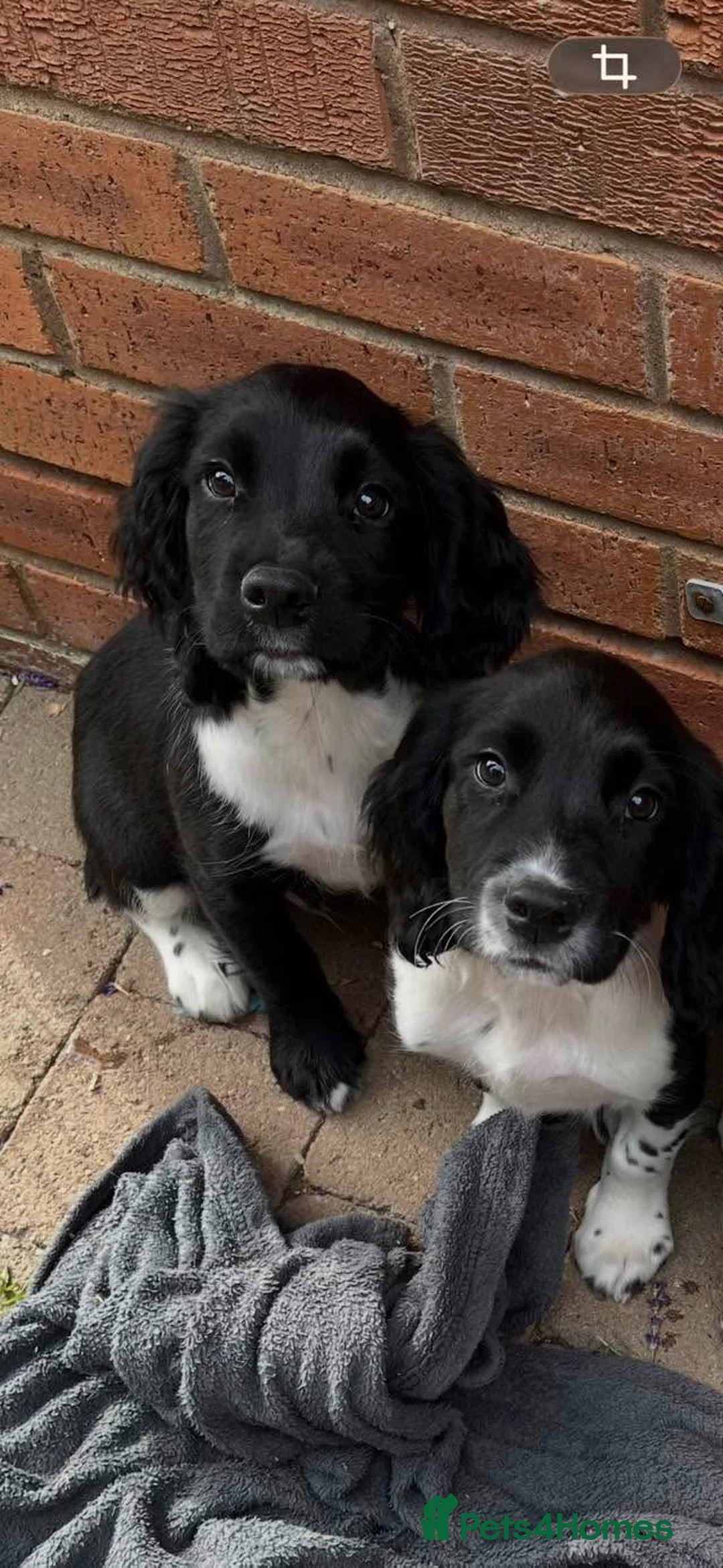 English Springer Spaniel dogs for sale: Traditional English Springer Spaniel pups - Advert 2