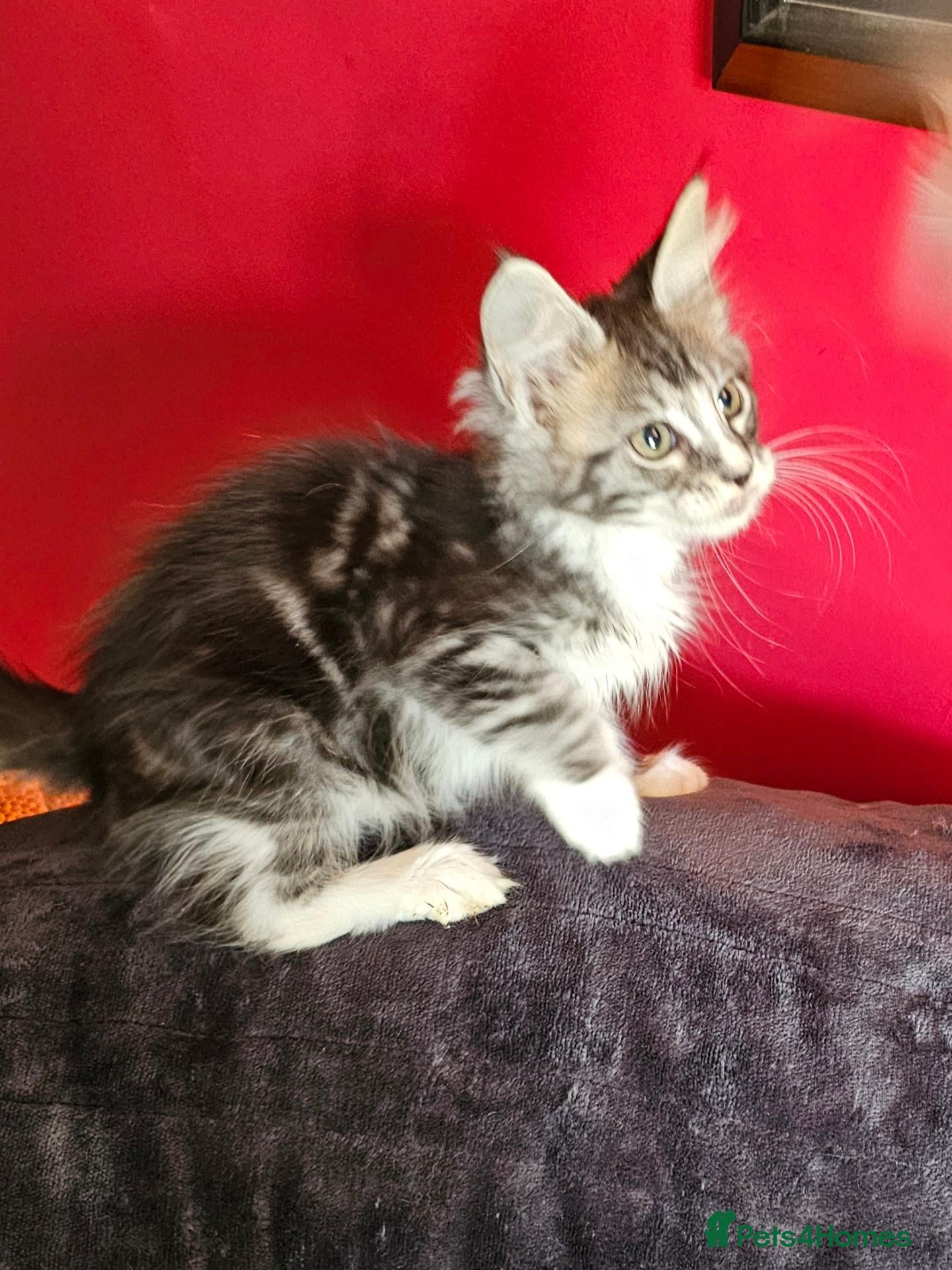 Maine Coon cats 2 stunning Mainecoon kittens  - Advert 1