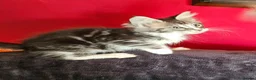 Maine Coon cats for sale: 2 stunning Mainecoon kittens  - Advert 1