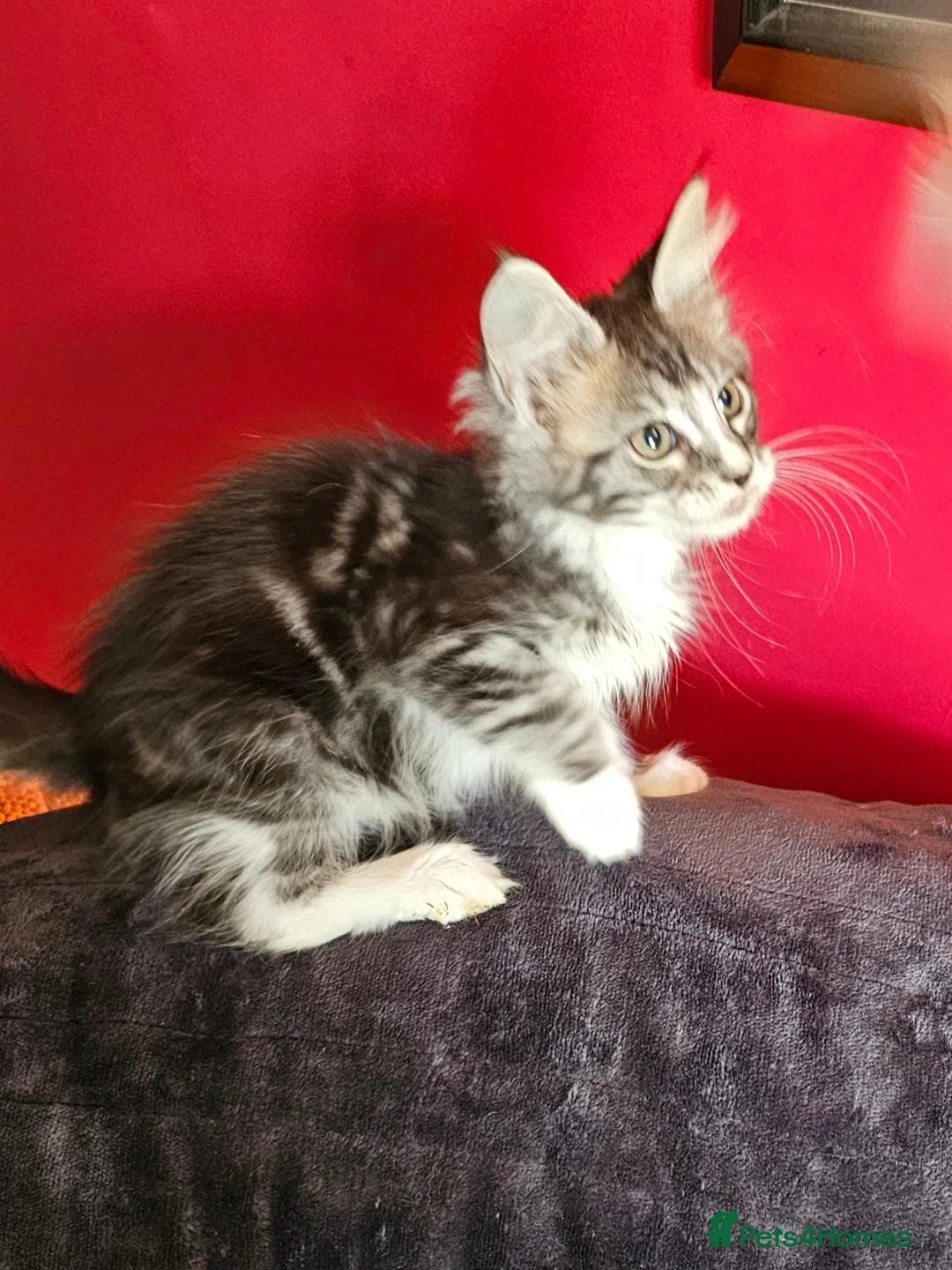 Maine Coon cats for sale: 2 stunning Mainecoon kittens  - Advert 1