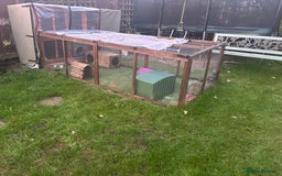 Dutch rabbits for sale: 2 male rabbits looking for a new home - Image 2