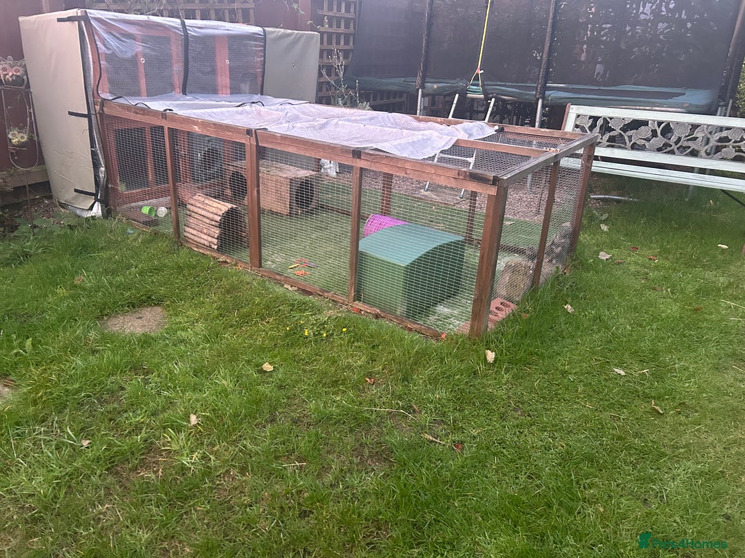 Dutch rabbits for sale: 2 male rabbits looking for a new home - Image 2