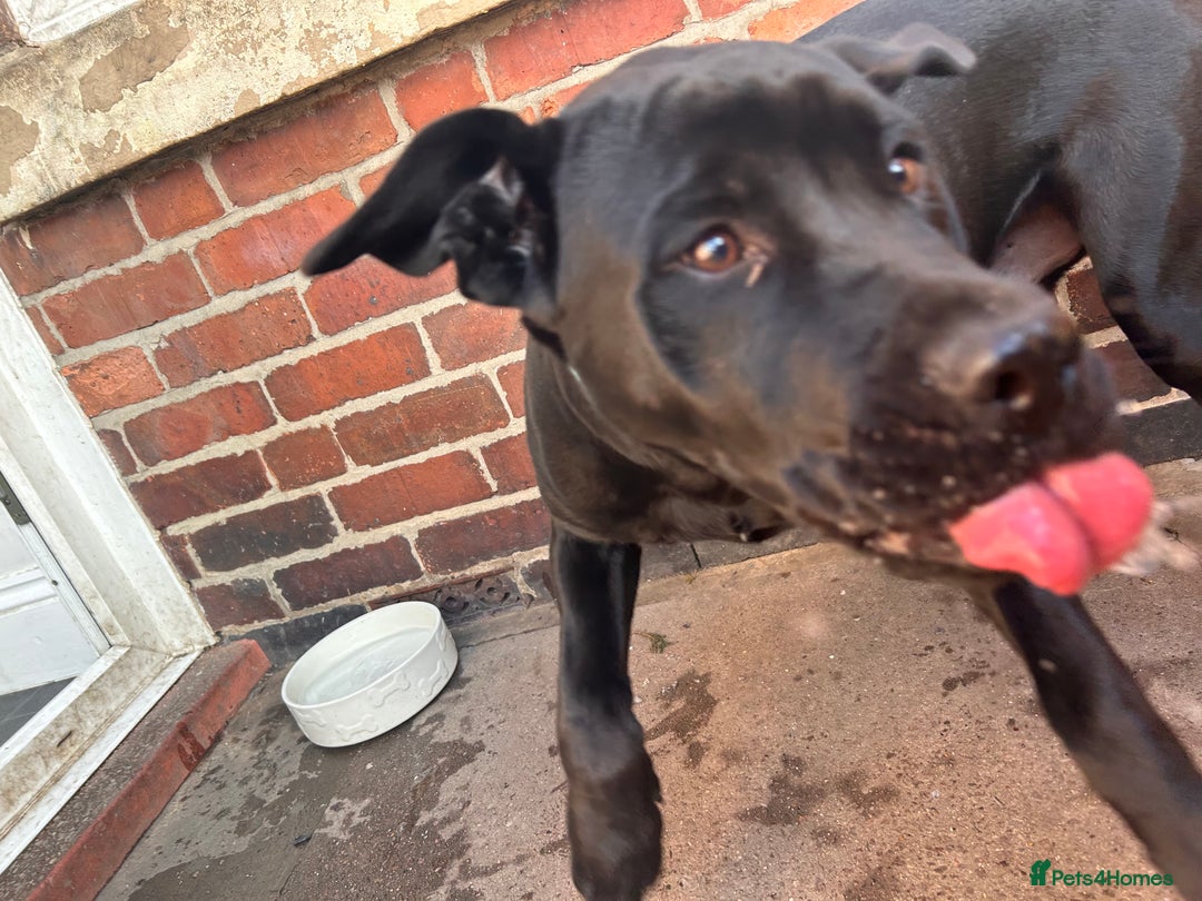 Mixed Breed dogs for sale: Puppy for sale  - Advert 5