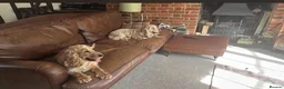 Cocker Spaniel dogs for sale: Stunning KC Show Cocker Spaniel Sable Puppies.  - Advert 37