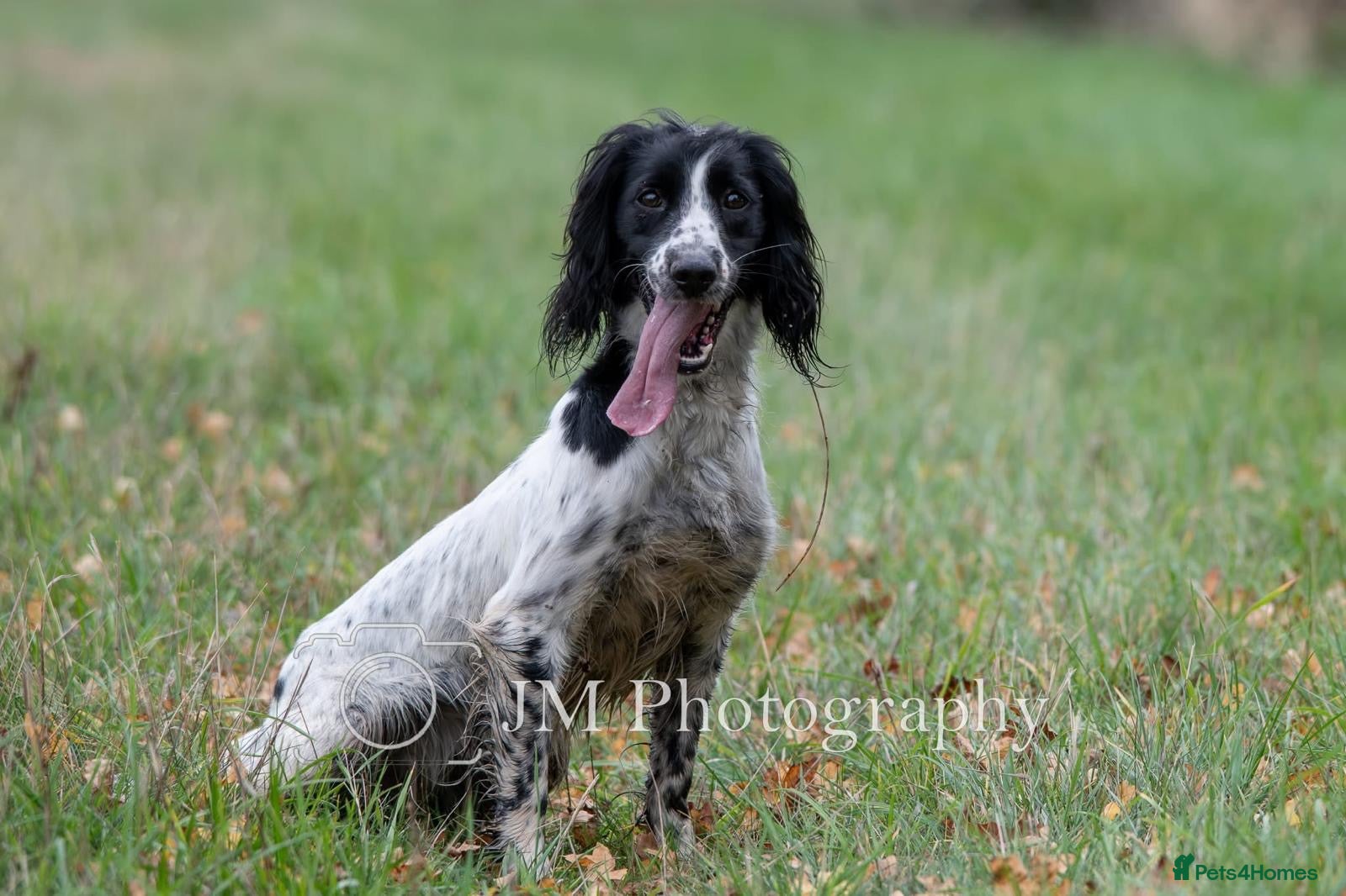 English Springer Spaniel dogs for sale: FTAW Springer Spaniel Puppies - Advert 2