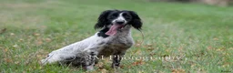 English Springer Spaniel dogs for sale: FTAW Springer Spaniel Puppies - Advert 2