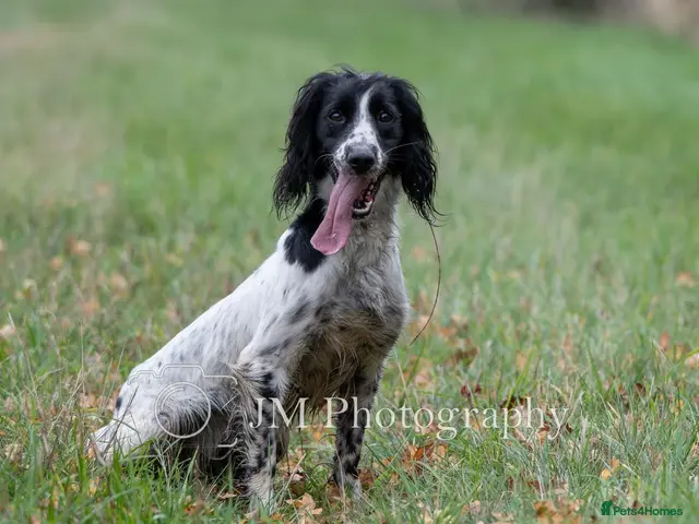 English Springer Spaniel dogs for sale: FTAW Springer Spaniel Puppies - Advert 2
