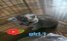 British Shorthair cats for sale: 🥰Beautiful kittens with rare colouring🥰 - Image 2