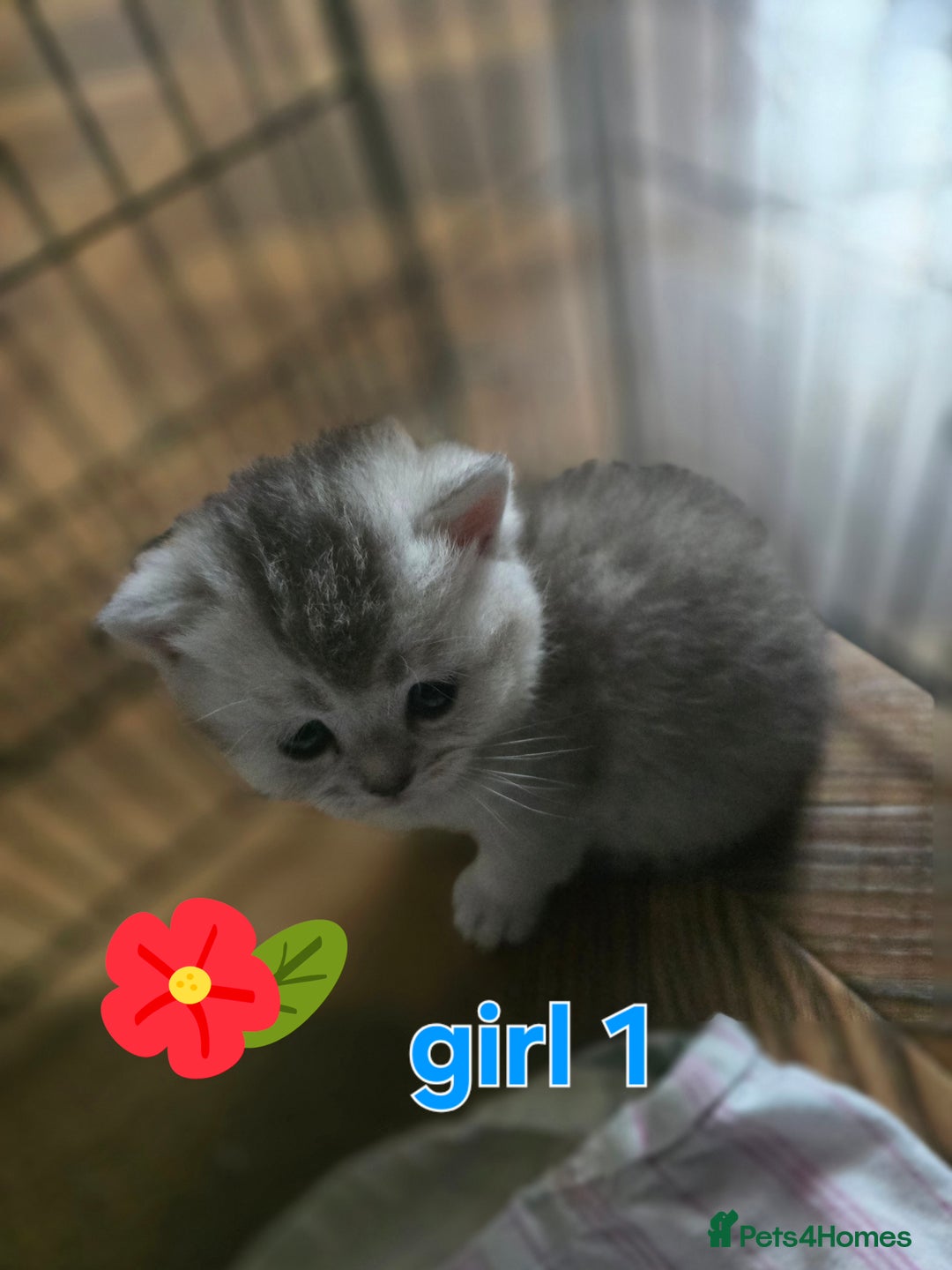 British Shorthair cats for sale: 🥰Beautiful kittens with rare colouring🥰 - Image 2