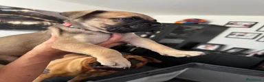 Bullmastiff 7