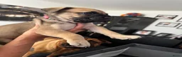 Bullmastiff dogs for sale: Bullmastiff Puppies Available - Advert 17