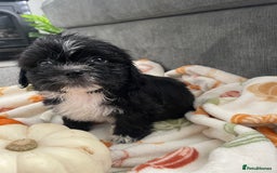 Mixed Breed dogs for sale: Maltese cross La Chon puppies  - Image 20