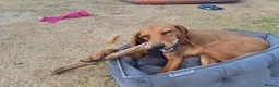 Mixed Breed dogs for adoption: Winnie Beautiful girl Looking for Forever Home  in Wirral - Advert 21