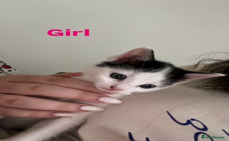 Domestic Shorthair cats - Advert 2