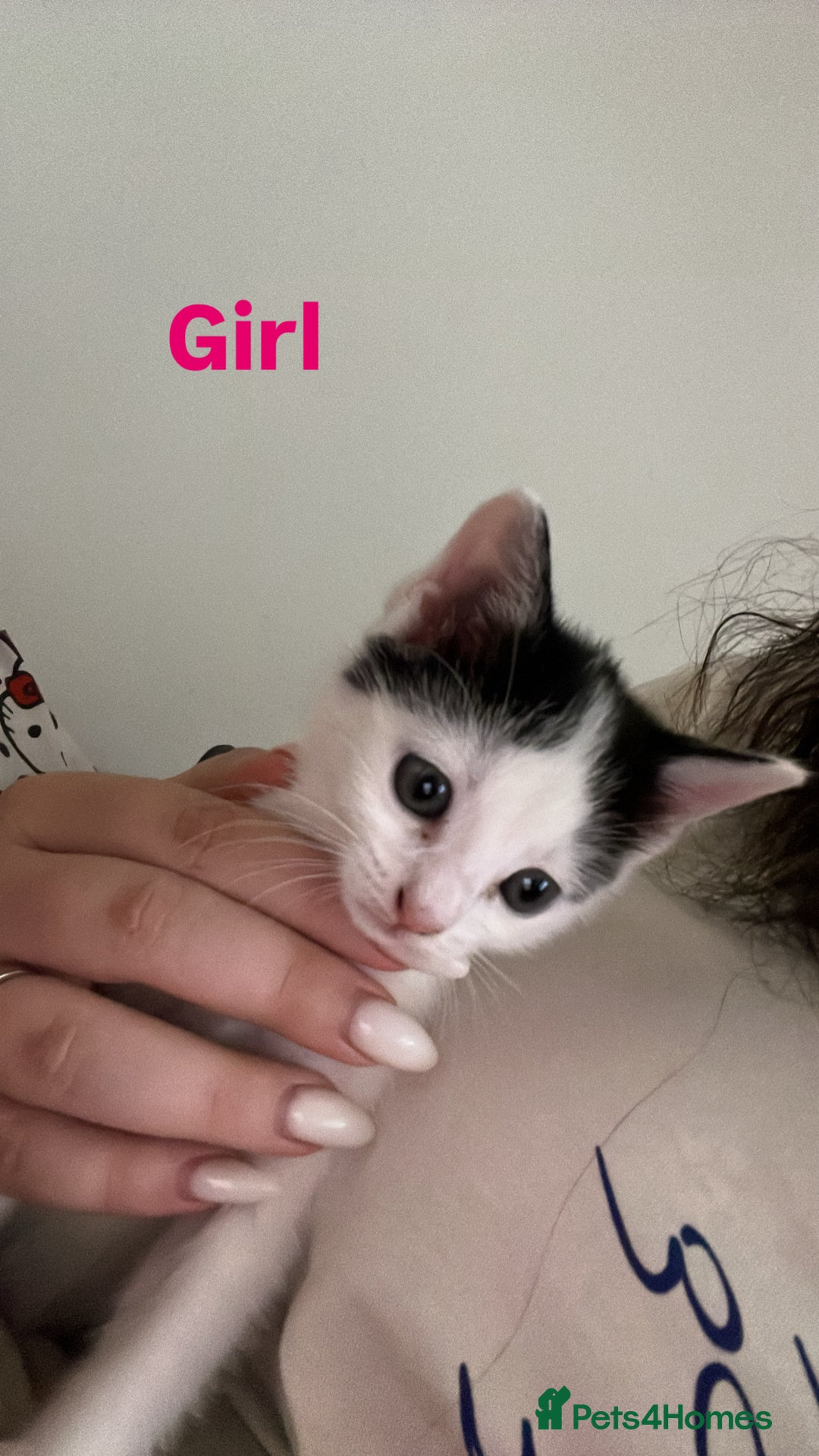 Domestic Shorthair cats for sale: Beautiful Kittens For Sale!! - Image 1