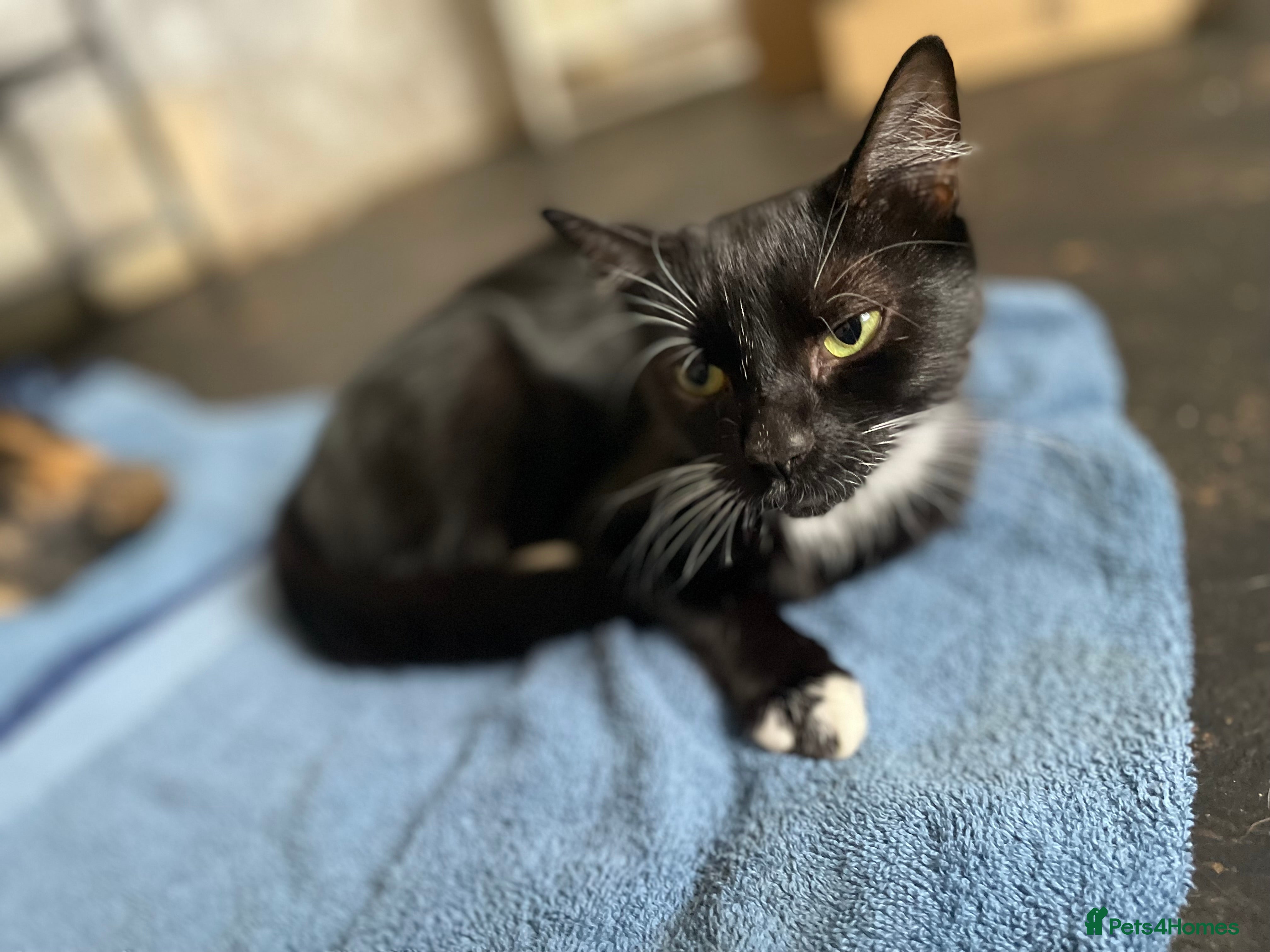 Mixed Breed cats Cats to go to good homes in Daventry - Advert 14