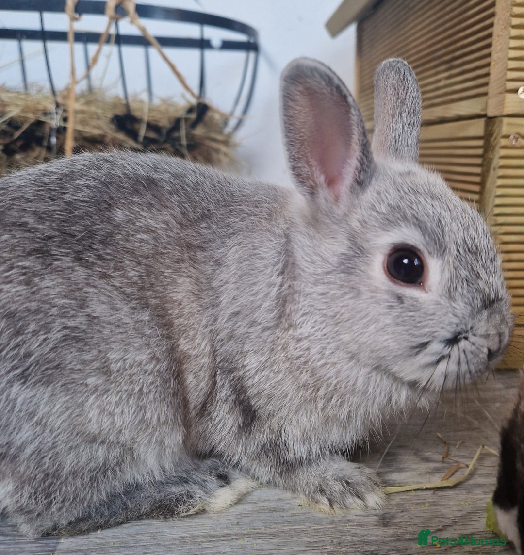 Netherland Dwarf rabbits for sale: 8 week old grey/silver Netherland dwarf female - Image 7