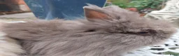 Lionhead rabbits for sale: PUREBRED DOUBLE/TEDDY LION HEAD BABIES  - Advert 11