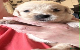Golden Retriever dogs for sale: Amazing KC golden retriever puppies - Image 6
