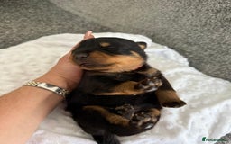 Rottweiler dogs for sale: Stunning chunky Rottweiler puppies - Image 12