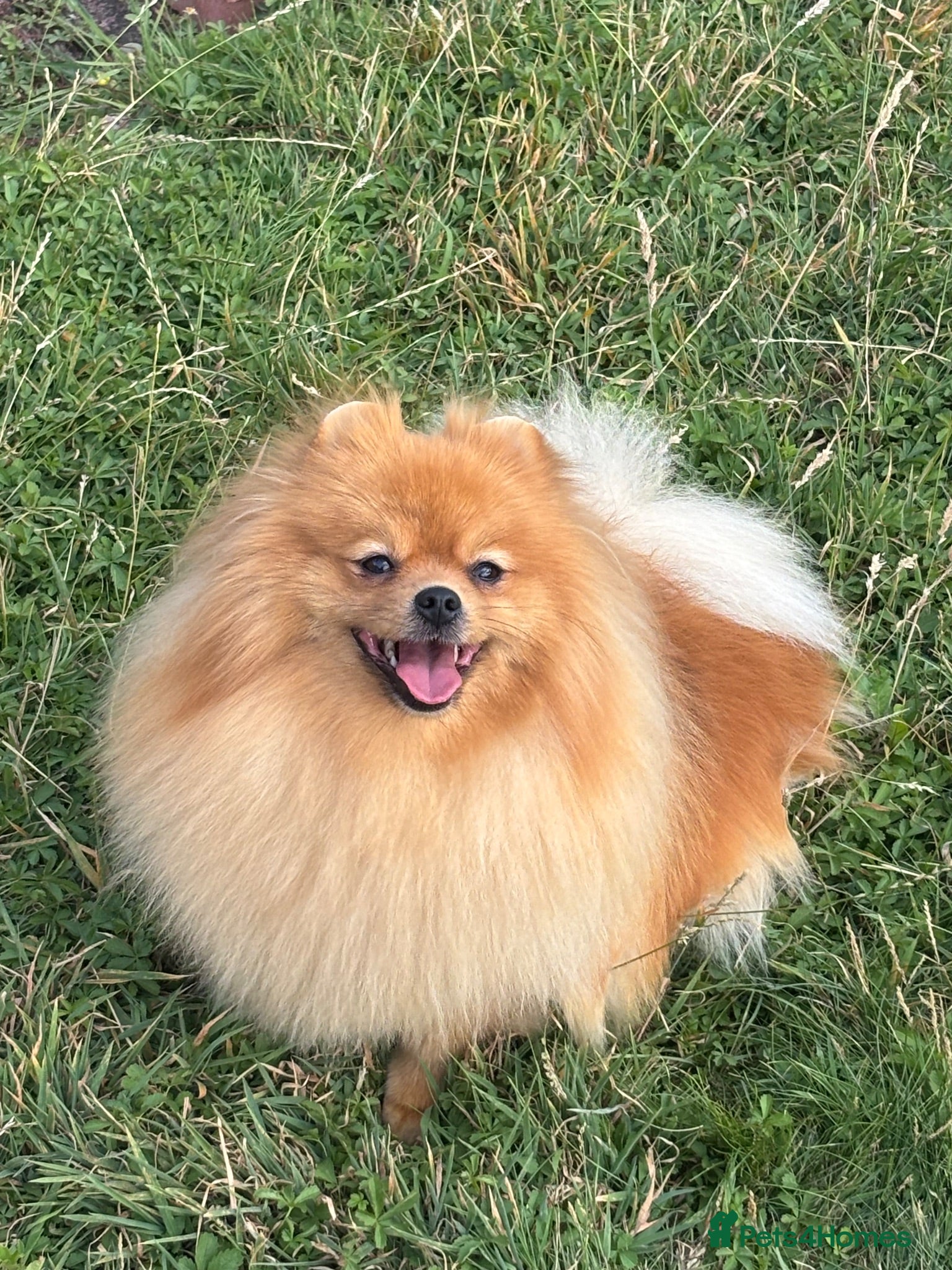 Pomeranian dogs Beautiful orange Pom girl for sale  - Advert 3