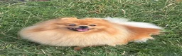Pomeranian dogs for sale: Beautiful orange Pom girl for sale  - Advert 1